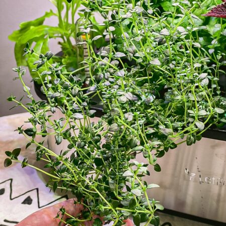 LetPot Senior 12-Pod Smart Indoor Hydroponic Garden – Premium Metal System for Herbs, Greens & Taller Plants - Image 6