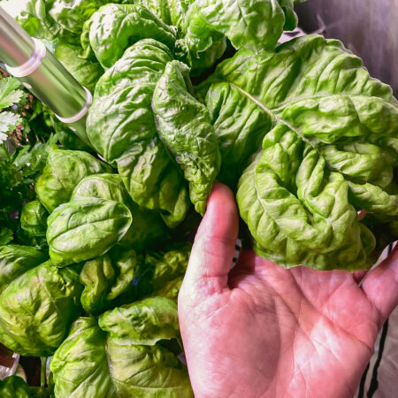 LetPot Senior 12-Pod Smart Indoor Hydroponic Garden – Premium Metal System for Herbs, Greens & Taller Plants - Image 7