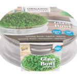 Buzzy® Organic Glass Sprouting Bowl with Arugula Seeds – Easy Indoor Microgreens Kit – BPA-Free – 14cm