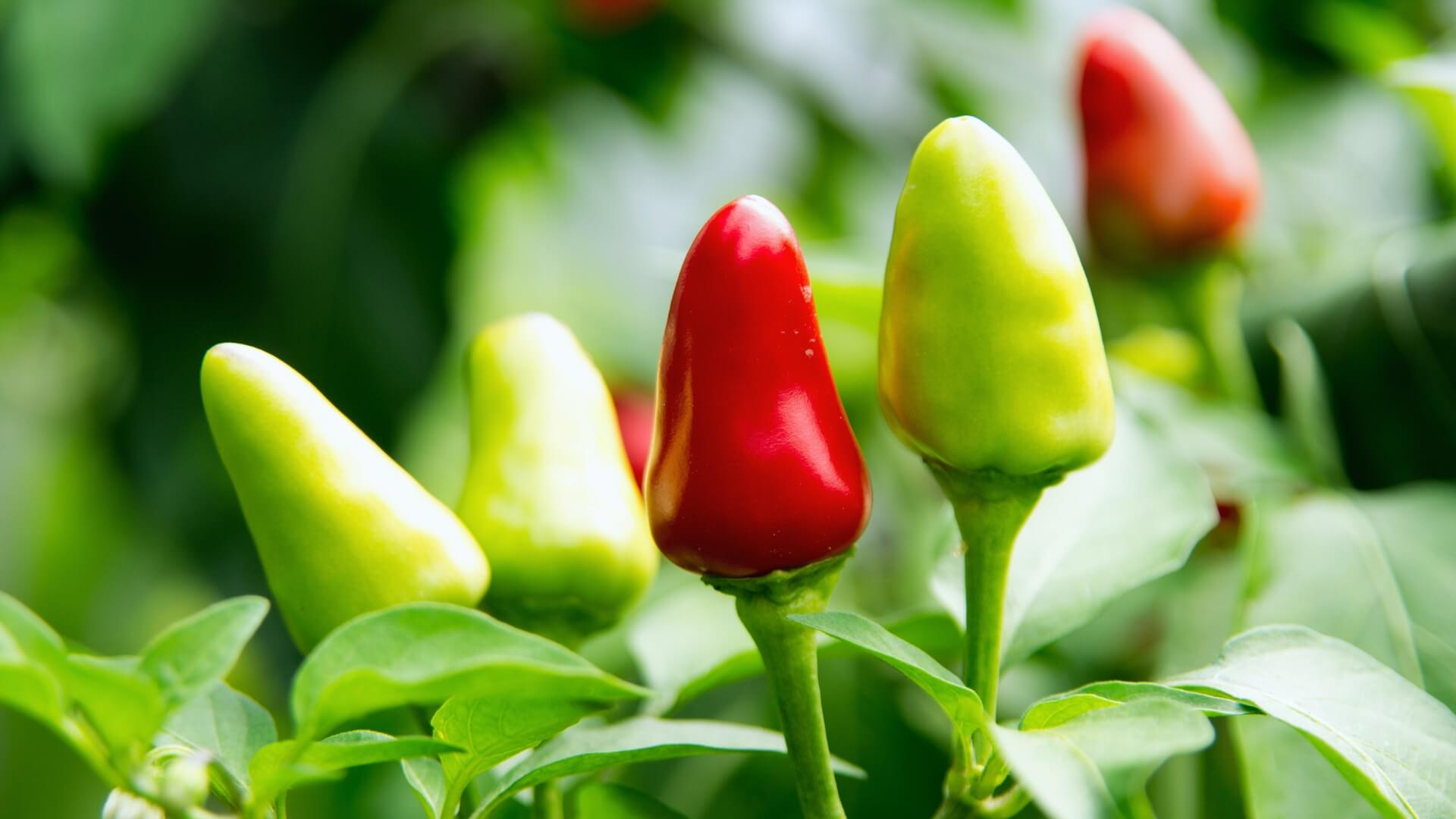 What Is Hydroponics?