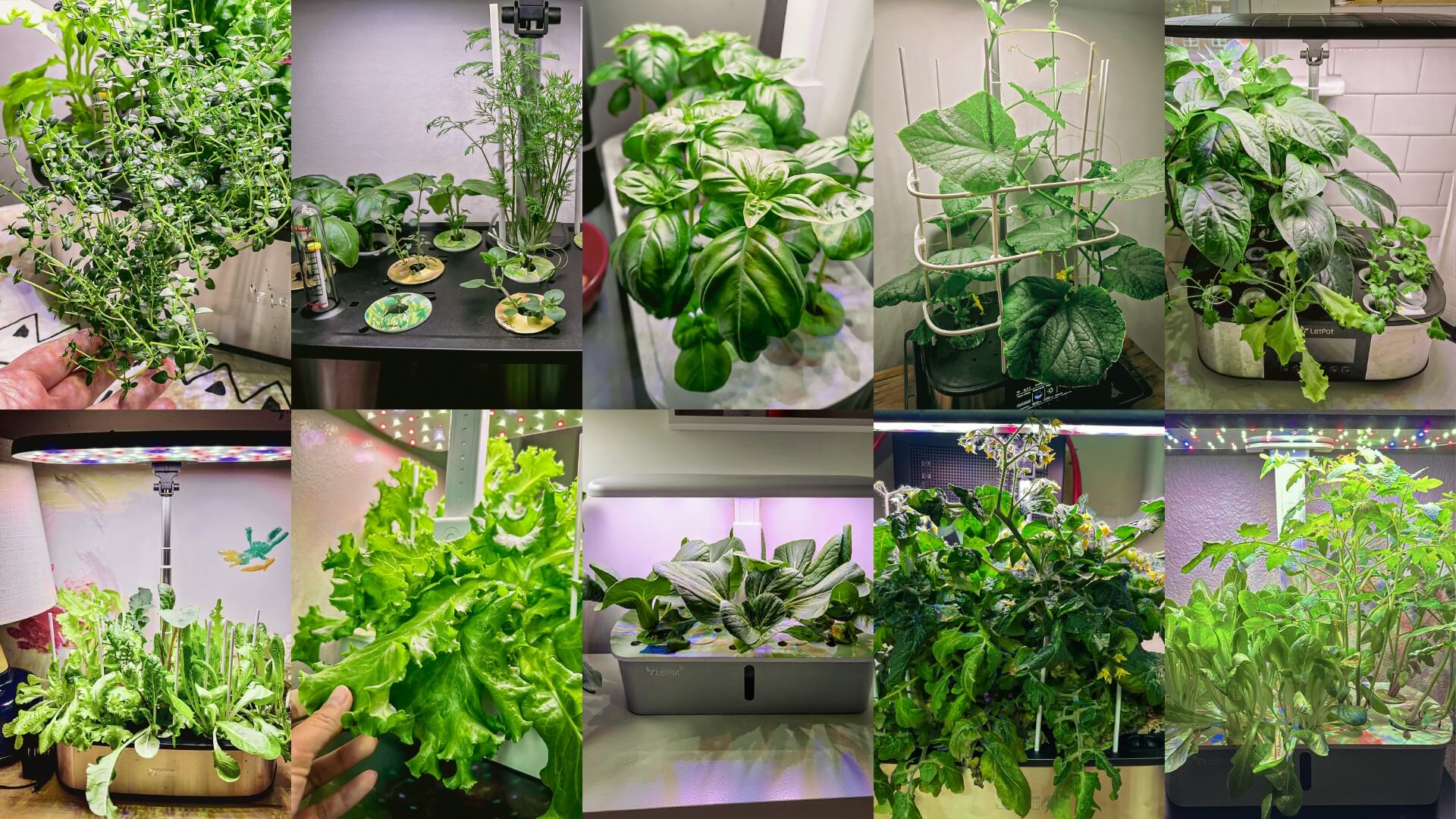 Lettuce, basil and herbs growing in a home hydroponic system showing the harvest from soilless indoor gardening
