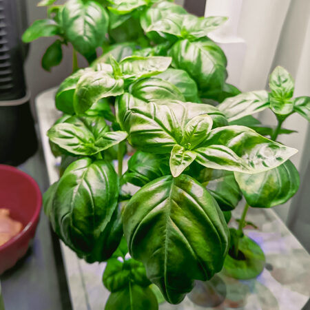 LetPot Air 10-Pods Smart Indoor Hydroponic Garden – Grow More Herbs, Greens & Veggies - Image 9