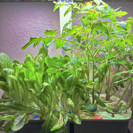 LetPot Air 10-Pods Smart Indoor Hydroponic Garden – Grow More Herbs, Greens & Veggies - Image 8