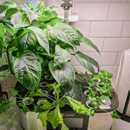 LetPot Max 21-Pod Smart Indoor Hydroponic Garden – Fully Automated Premium System for Herbs & Vegetables - Image 10