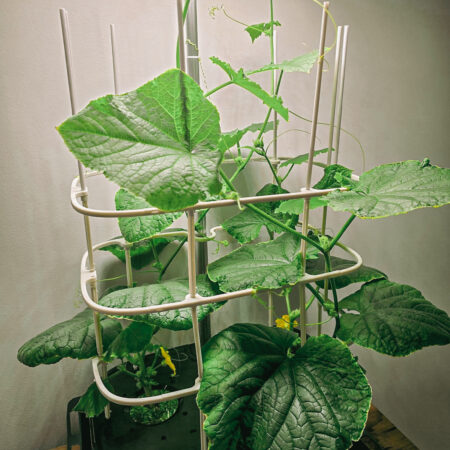 LetPot Max 21-Pod Smart Indoor Hydroponic Garden – Fully Automated Premium System for Herbs & Vegetables - Image 9