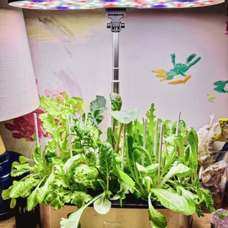 LetPot Senior 12-Pod Smart Indoor Hydroponic Garden – Premium Metal System for Herbs, Greens & Taller Plants - Image 10