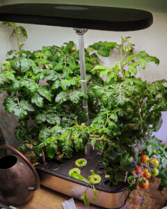 Ripe cherry tomatoes grown indoors in a LetPot Senior hydroponic smart garden