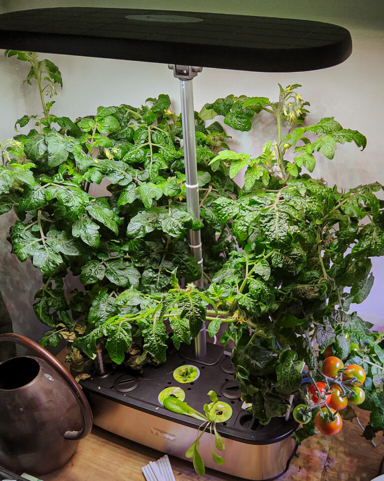 Tomato seeds for a smart garden or windowsill: 6 dwarf varieties that fit indoors