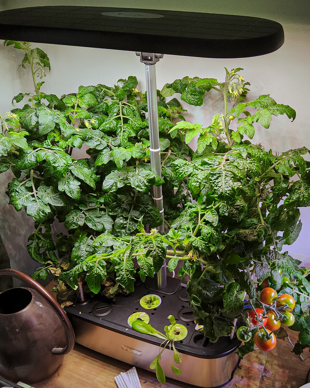 Ripe cherry tomatoes grown indoors in a LetPot Senior hydroponic smart garden