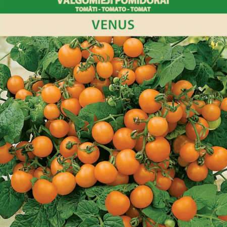 Dwarf Balcony Tomato 'Venus' Seeds (Solanum lycopersicum) – Compact, Productive Variety with Orange 30g Fruits – Ideal for Indoor & Container Growing – 0.2g