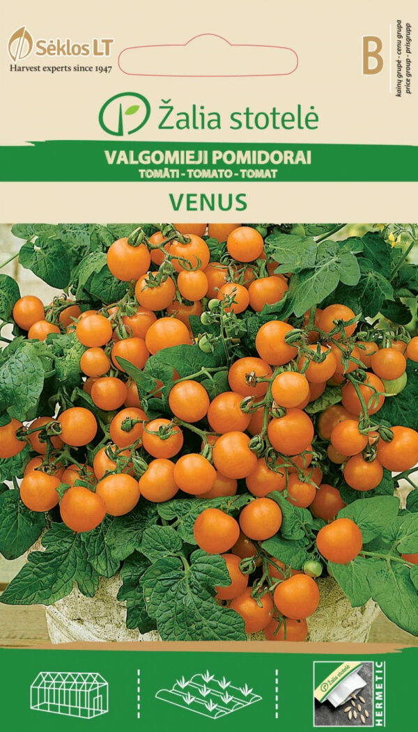 Dwarf Balcony Tomato 'Venus' Seeds (Solanum lycopersicum) – Compact, Productive Variety with Orange 30g Fruits – Ideal for Indoor & Container Growing – 0.2g