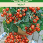 Dwarf Tomato 'Vilma' Seeds (Solanum lycopersicum) – Balcony & Indoor Cherry Cluster Variety – Compact 30–40cm Plant – 30g Fruits – 0.2g