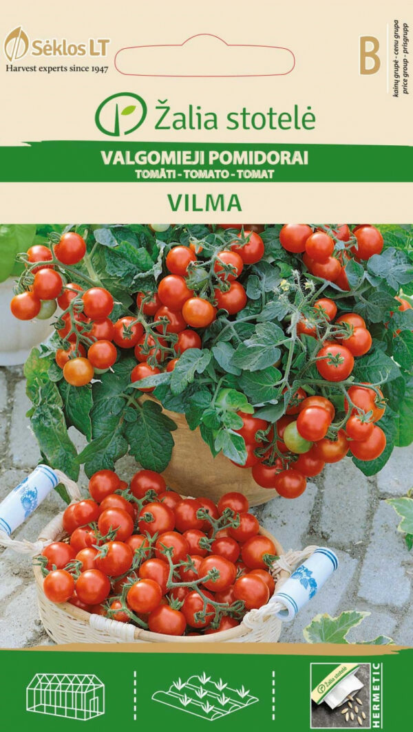Dwarf Tomato 'Vilma' Seeds (Solanum lycopersicum) – Balcony & Indoor Cherry Cluster Variety – Compact 30–40cm Plant – 30g Fruits – 0.2g