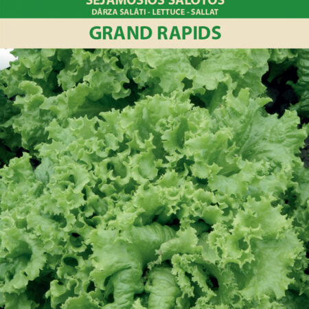 Leaf Lettuce 'Grand Rapids' Seeds (Lactuca sativa) – Early, Slow-Bolting Variety for Spring to Autumn Harvest – Indoor & Outdoor Friendly – 1g