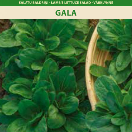 Lamb's Lettuce 'Gala' Seeds (Valerianella locusta) – Nutty-Flavored, Mildew-Resistant Salad Green for Indoor, Greenhouse & Outdoor Growing – 60 Days – 1g