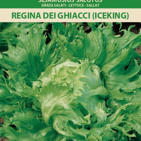 Iceberg Lettuce 'Regina Dei Ghiacci' Seeds (Lactuca sativa) – Mid-Early, Disease-Resistant Hybrid for Spring to Autumn Harvest – 1g