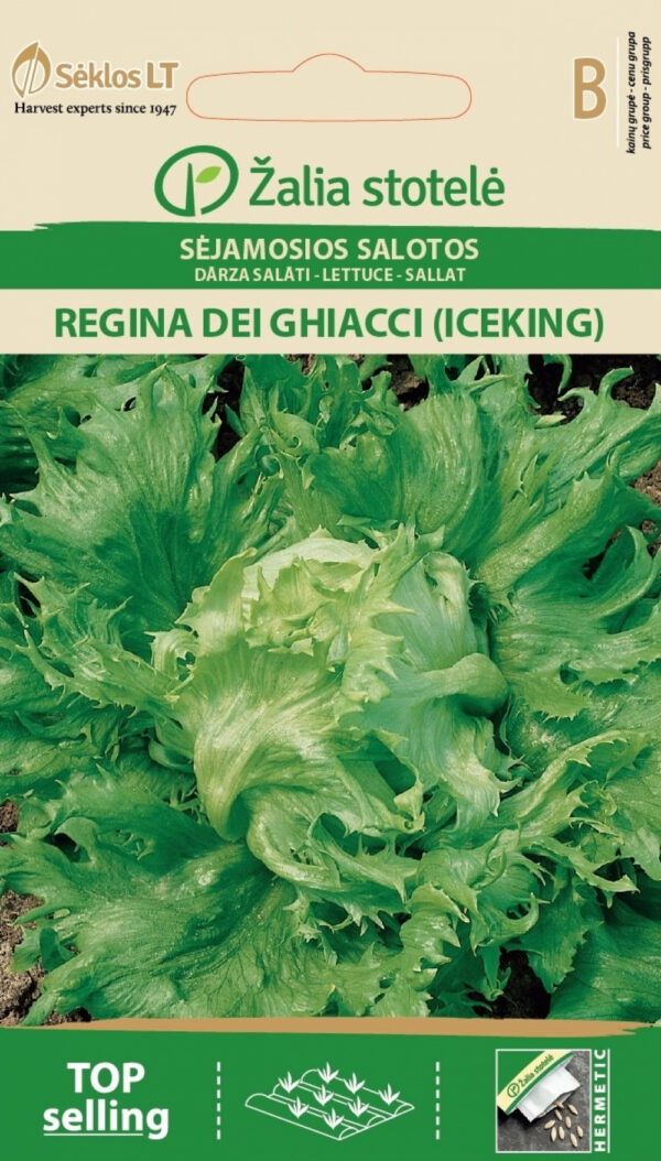 Iceberg Lettuce 'Regina Dei Ghiacci' Seeds (Lactuca sativa) – Mid-Early, Disease-Resistant Hybrid for Spring to Autumn Harvest – 1g