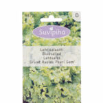 Leaf Lettuce 'Grand Rapids Pearl Gem' F1 Seeds – Very Early, Disease-Resistant Variety for Smart Indoor & Hydroponic Gardens – 0.5g