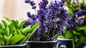 Grow Lavender Indoors