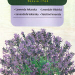 Lavender Lavendula officinalis