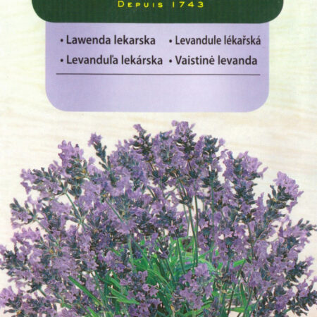 Lavender Lavendula officinalis