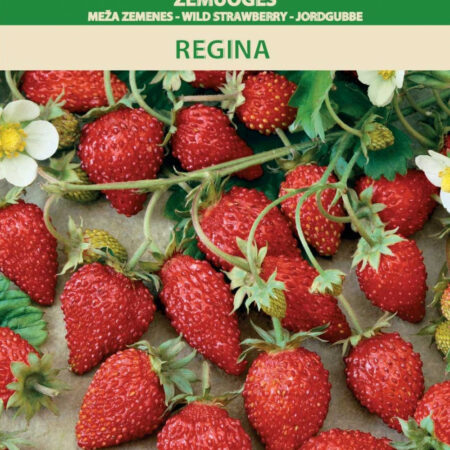 Strawberry Regina For Indoor Growing