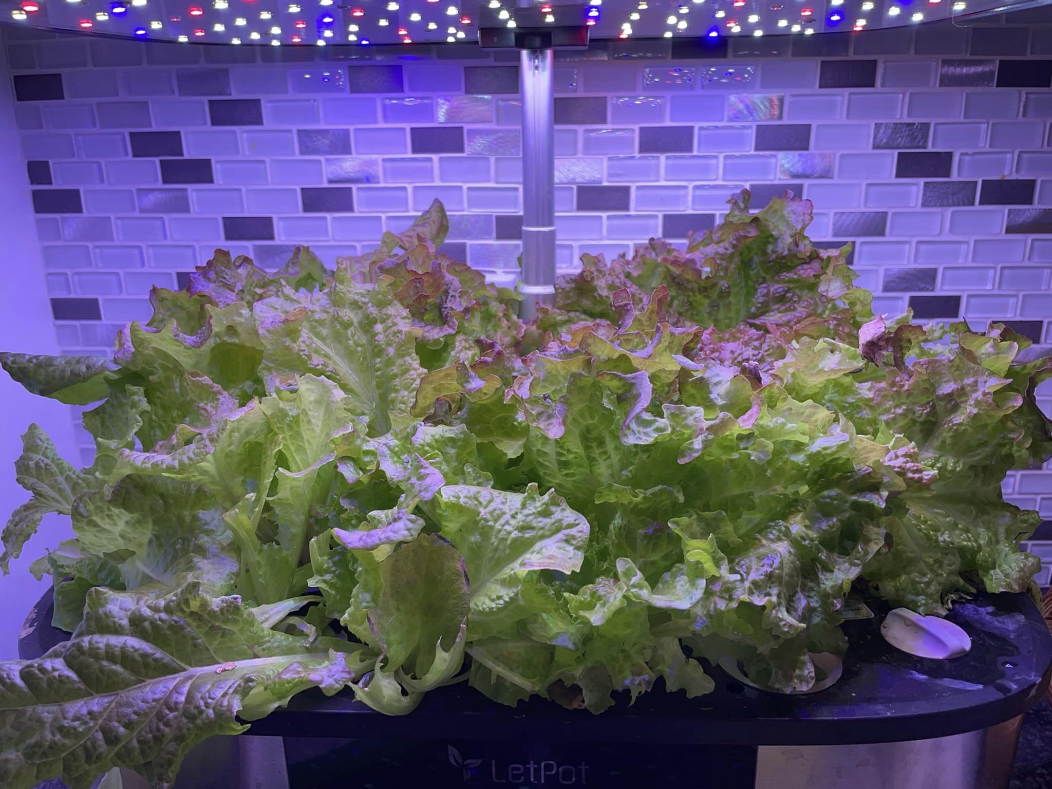 How to Choose the Right Grow Light for Leafy Greens