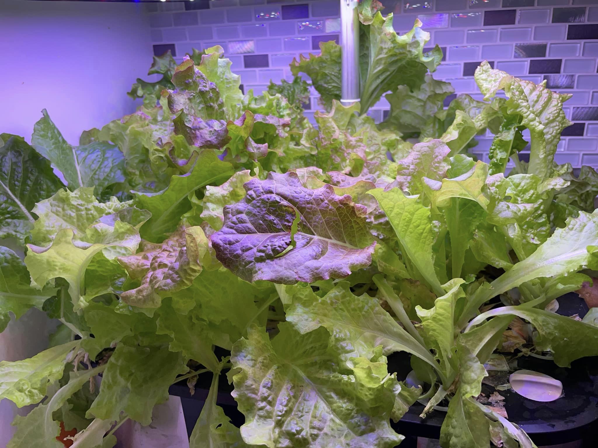 What is the most profitable plant to grow indoors?