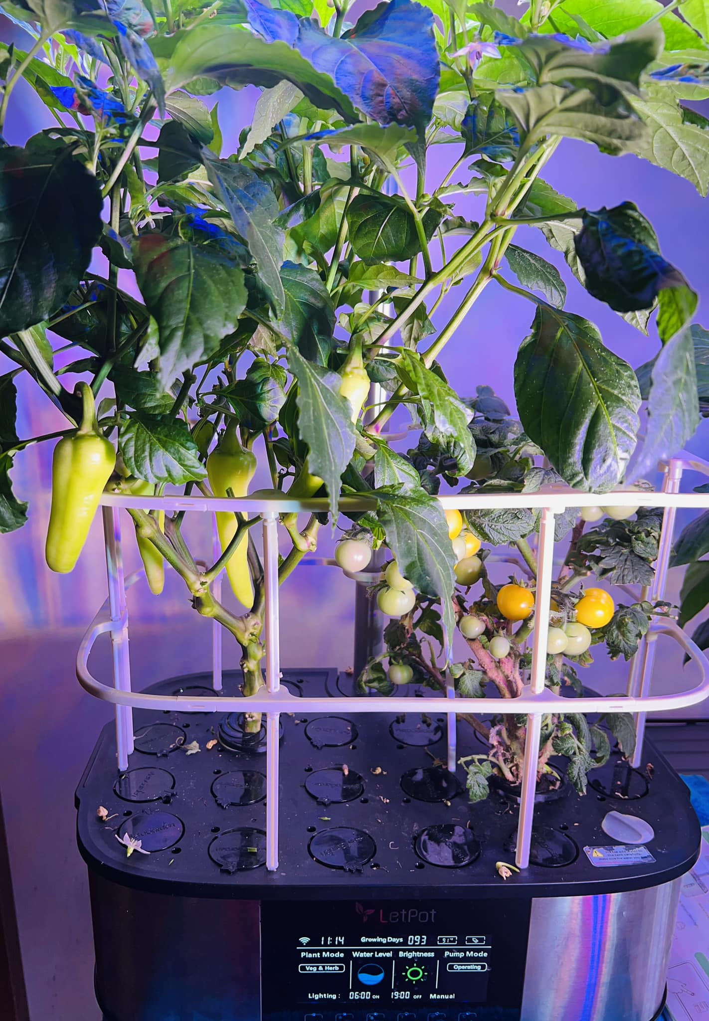 Are hydroponic vegetables healthy?