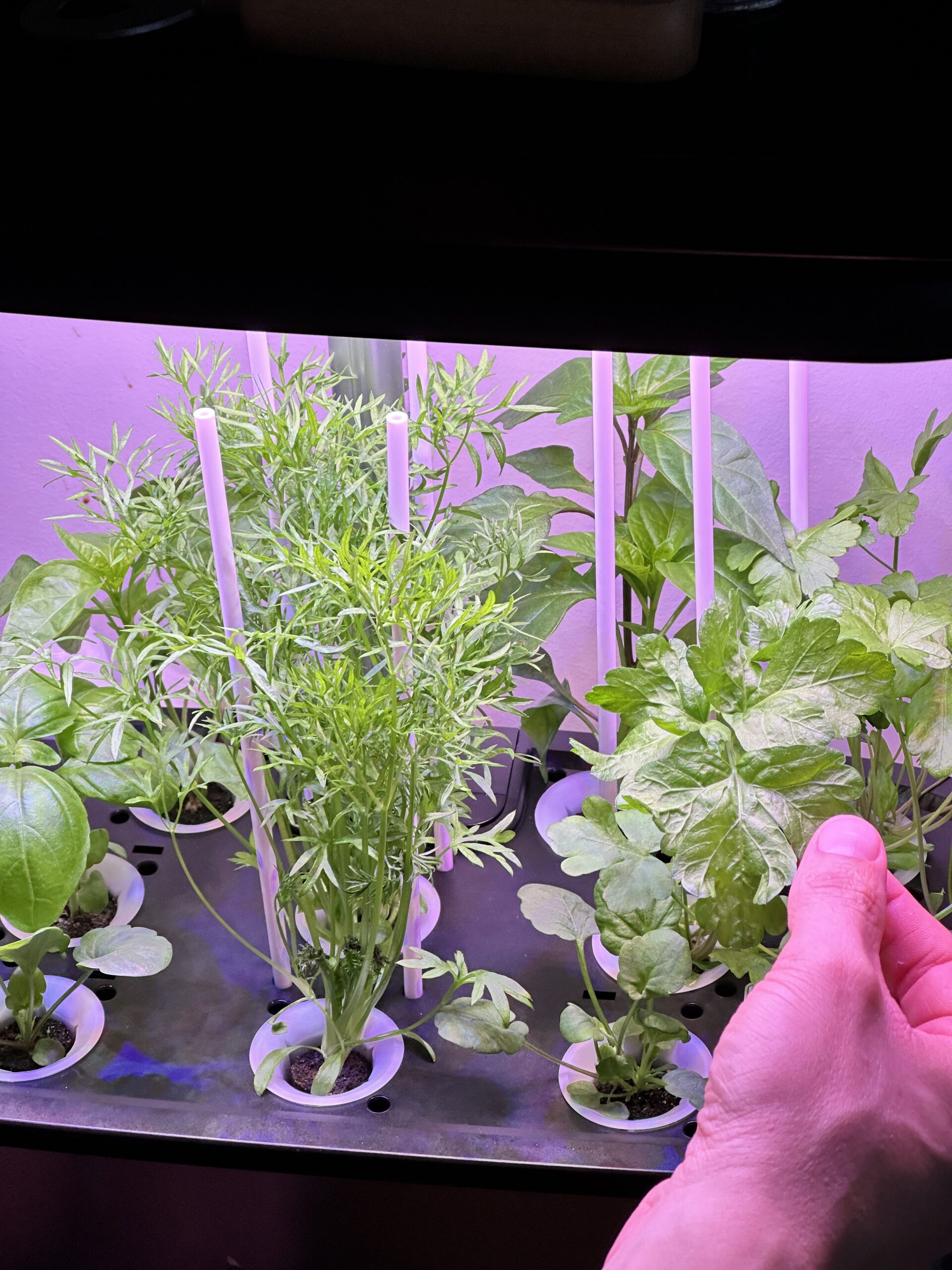 What is the healthiest herb to grow?