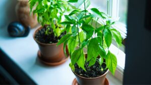 Windowsill herb garden