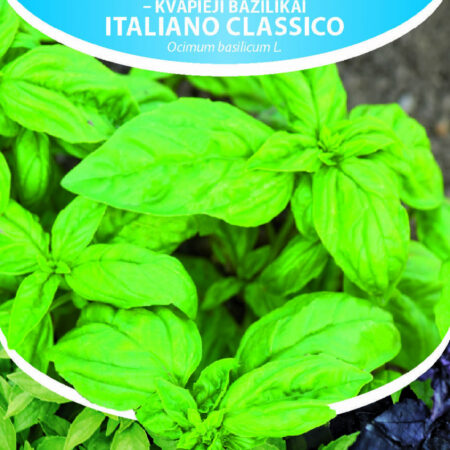 Italian Basil Seeds – Italiano Classico (Ocimum basilicum) for Cooking, Medicinal Use & Hydroponic Smart Gardens