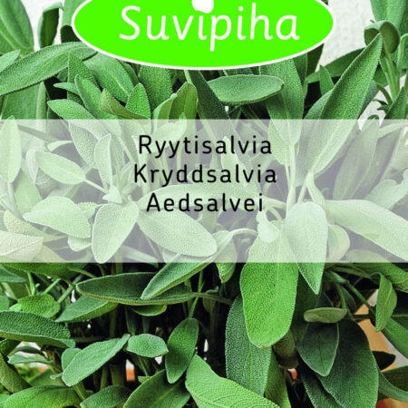 Garden Sage Seeds 0.5g โ Aromatic Culinary Herb (Salvia officinalis)