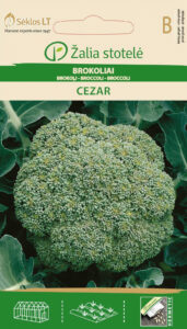 Brokoli ‘Cezar’ seemned – Brassica oleracea värskeks toiduks, sügavkülmamiseks ja hüdropoonikale
