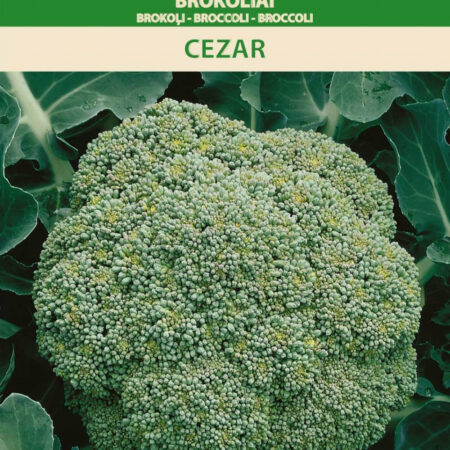 Cezar Broccoli Seeds – Brassica oleracea | For Fresh Cooking, Freezing & Hydroponic Smart Gardens