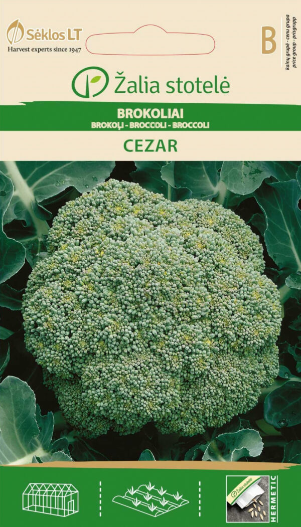 Cezar Broccoli Seeds – Brassica oleracea | For Fresh Cooking, Freezing & Hydroponic Smart Gardens
