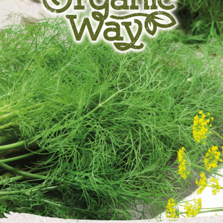 Dill Common Seeds | Aromatic Herb for Hydroponics, Smart Indoor Gardens & Outdoor Growing