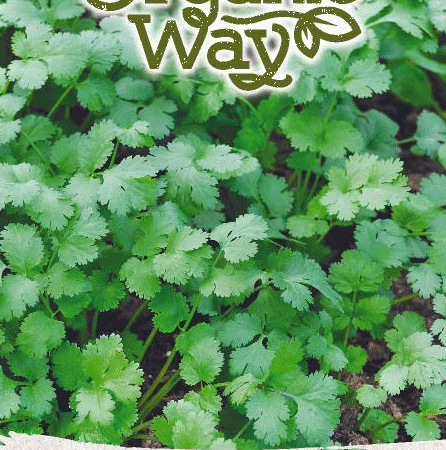 Coriander Seeds | Fresh Aromatic Herb for Hydroponics & Smart Indoor Gardens