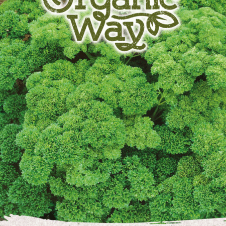 Parsley Moskrul 2 Seeds | Curly Dark-Green Herb for Hydroponic & Smart Indoor Gardens