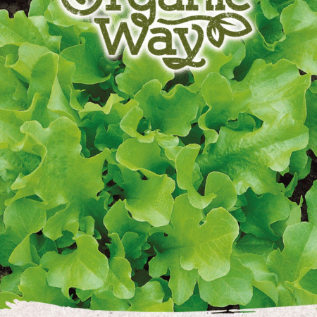 Lettuce Bionda a Foglia Riccia Seeds | Fast-Growing Leaf Lettuce for Hydroponics & Smart Indoor Gardens
