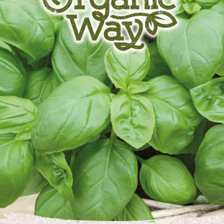 Sweet Basil Italiano Classico Seeds | Aromatic Culinary Basil for Hydroponics & Smart Indoor Gardens