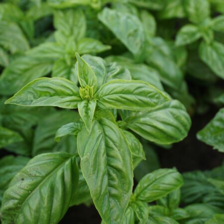 Organic Sweet Basil Italiano Classico Seeds | Aromatic Culinary Basil for Hydroponics & Smart Indoor Gardens - Image 2