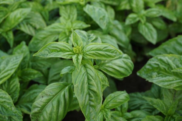 Organic Sweet Basil Italiano Classico Seeds | Aromatic Culinary Basil for Hydroponics & Smart Indoor Gardens
