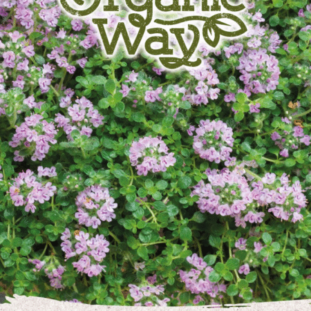 Thyme Seeds | Perennial Culinary Herb for Hydroponic & Smart Indoor Gardens
