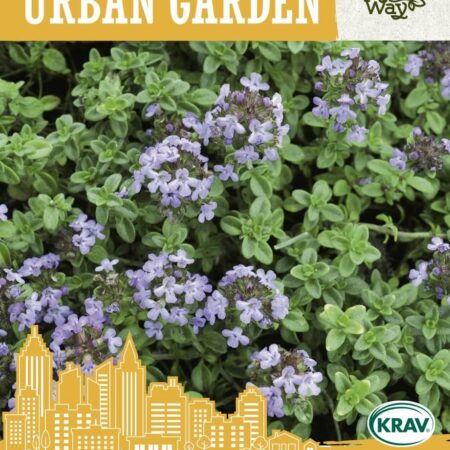 Organic Thyme Seeds | Perennial Culinary Herb for Hydroponic & Smart Indoor Gardens - Image 3