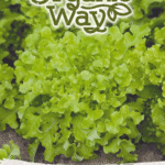 Organic Lettuce Salad Bowl Seeds | Fast-Growing Leaf Lettuce for Hydroponics & Smart Indoor Gardens