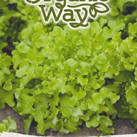 Lettuce ‘Salad Bowl’ Seeds | Fast-Growing Leaf Lettuce for Hydroponics & Smart Indoor Gardens