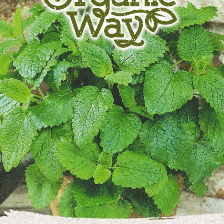 Lemon Balm Seeds | Aromatic Perennial Herb for Hydroponics & Smart Indoor Gardens