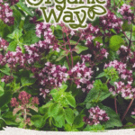 Bioloģiskās raudenes (oregano) sēklas | aromātisks daudzgadīgais garšaugs hidroponikai un viedajiem dārziem