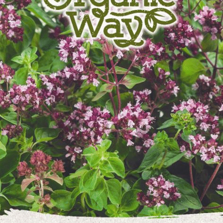 Oregano Seeds | Aromatic Perennial Herb for Hydroponics & Smart Indoor Gardens